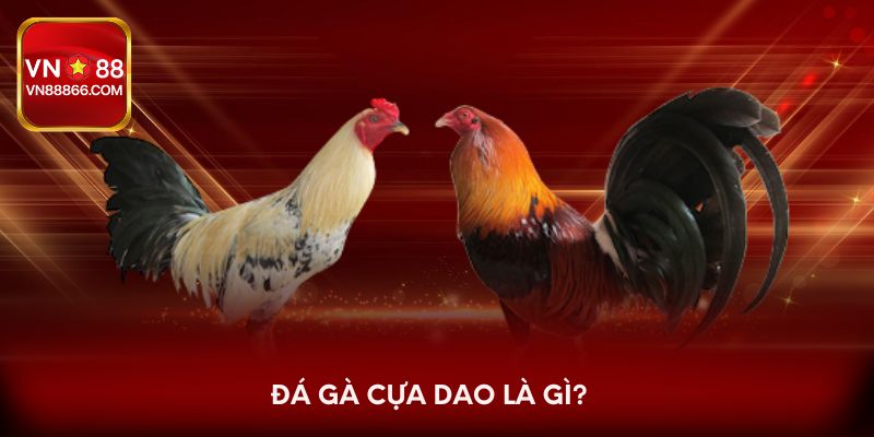 Đá gà cựa dao là gì?