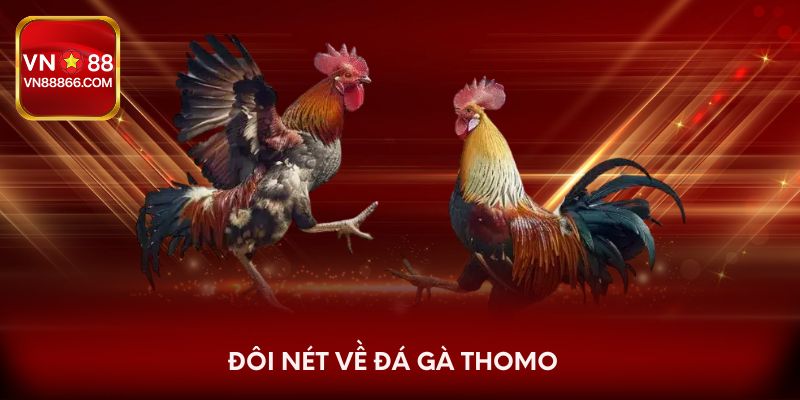 Đôi nét về đá gà Thomo