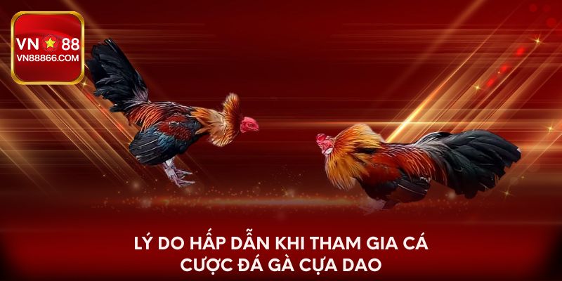 Lý do hấp dẫn khi tham gia cá cược đá gà cựa dao