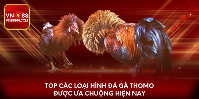 Top các loại hình đá gà Thomo được ưa chuộng hiện nay