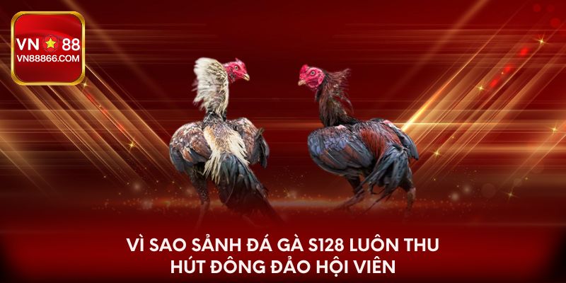 Vì sao sảnh đá gà S128 luôn thu hút đông đảo hội viên